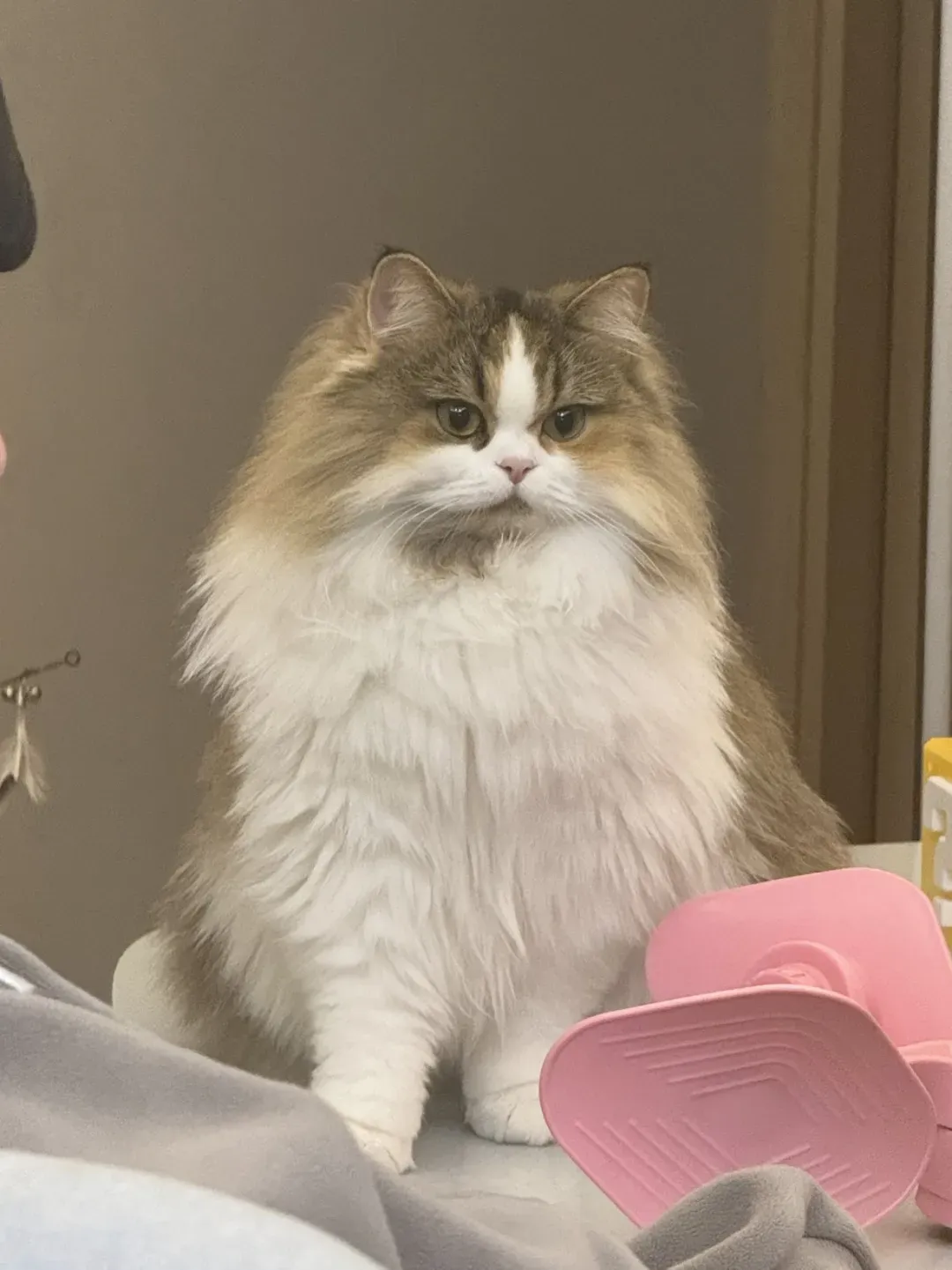 Cat or dog wearing a perfectly tailored miniature business suit